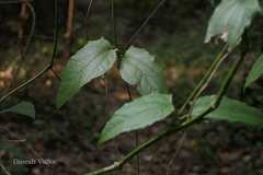 Thunbergia laurifolia